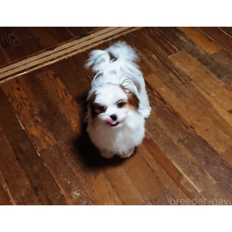 販売中の栃木県のマルシーズー:マルチーズ×シーズー-397333