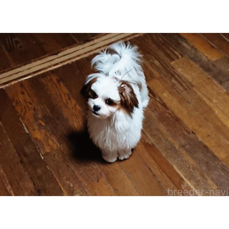 販売中の栃木県のマルシーズー:マルチーズ×シーズー-397333の3枚目
