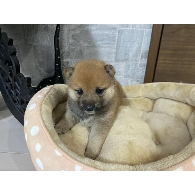販売中の茨城県の豆柴-421364の5枚目