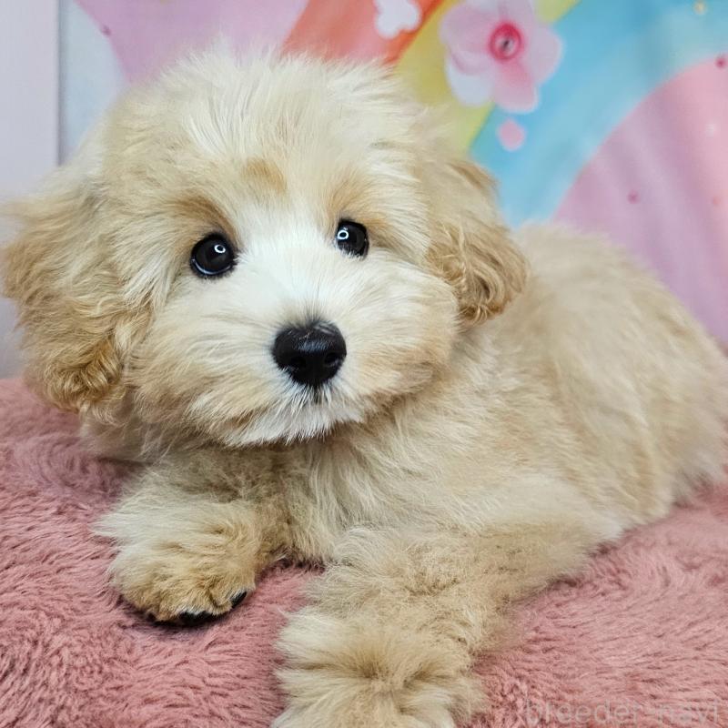 商談中の愛知県のミックス犬-403022の7枚目