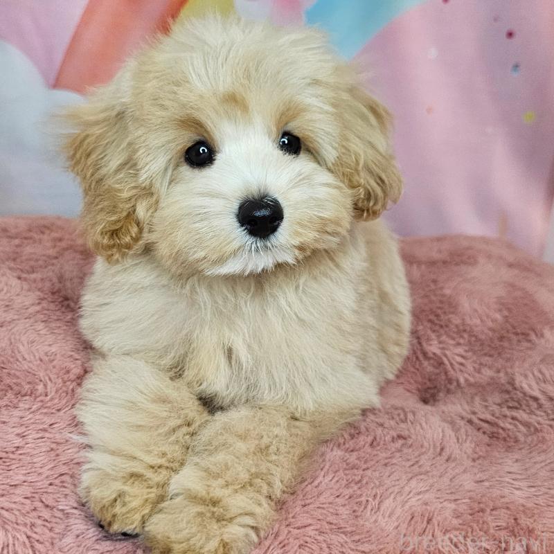 商談中の愛知県のミックス犬-403022の6枚目