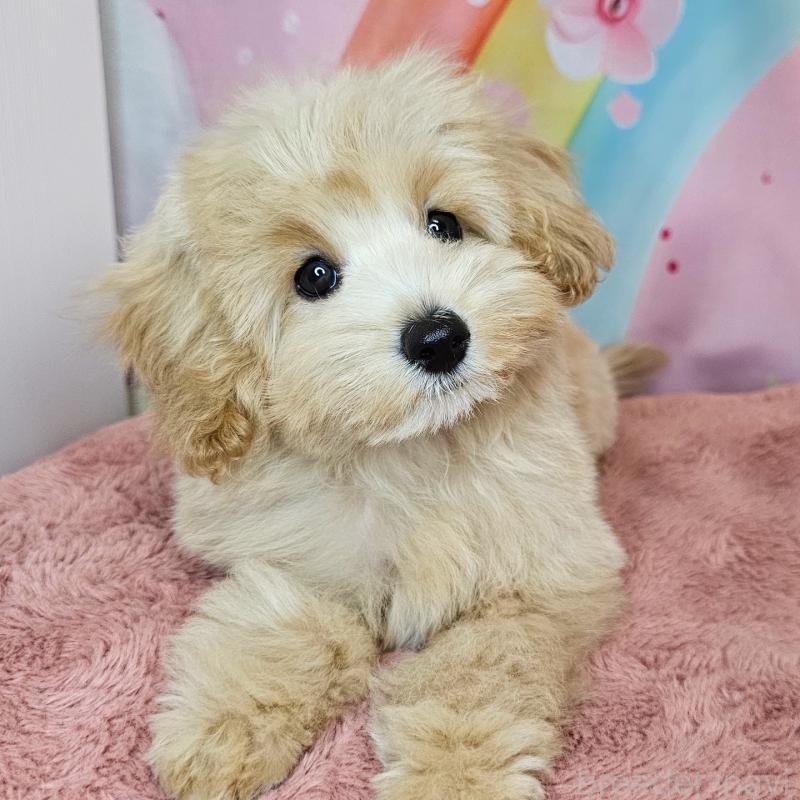 商談中の愛知県のミックス犬-403022の5枚目