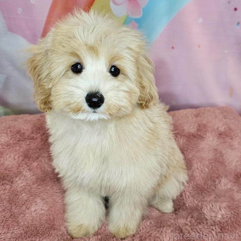 商談中の愛知県のミックス犬-403022の4枚目