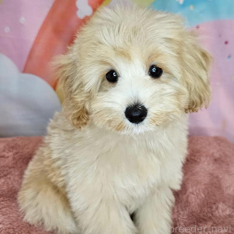 商談中の愛知県のミックス犬-403022の3枚目