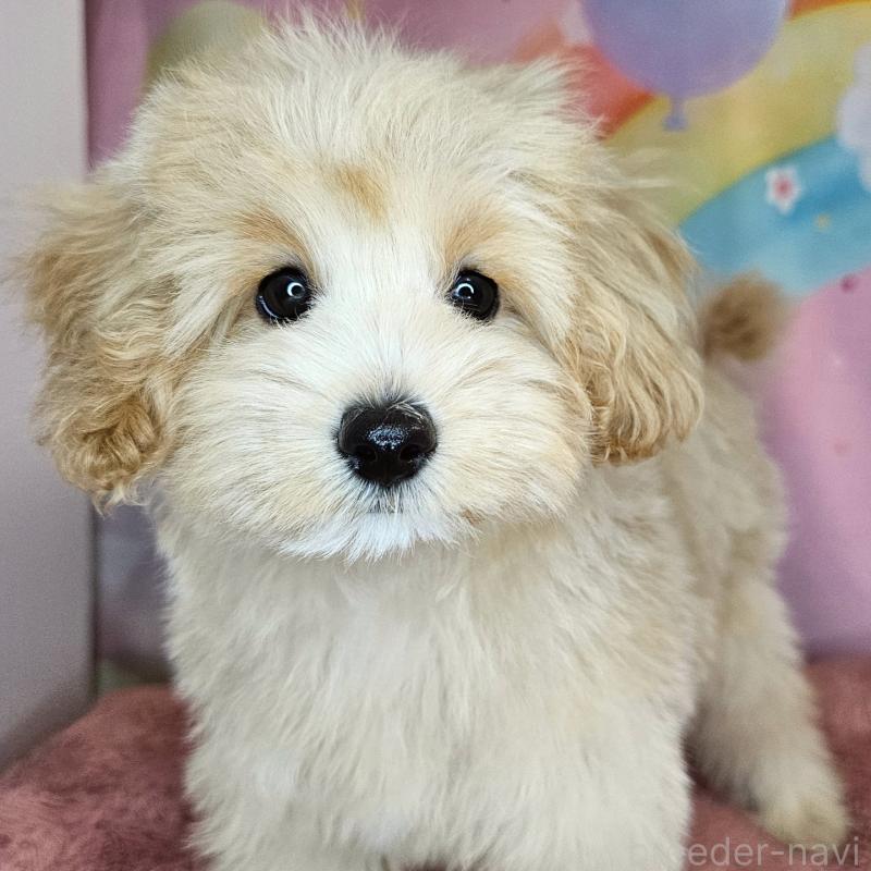 商談中の愛知県のミックス犬-403022の2枚目