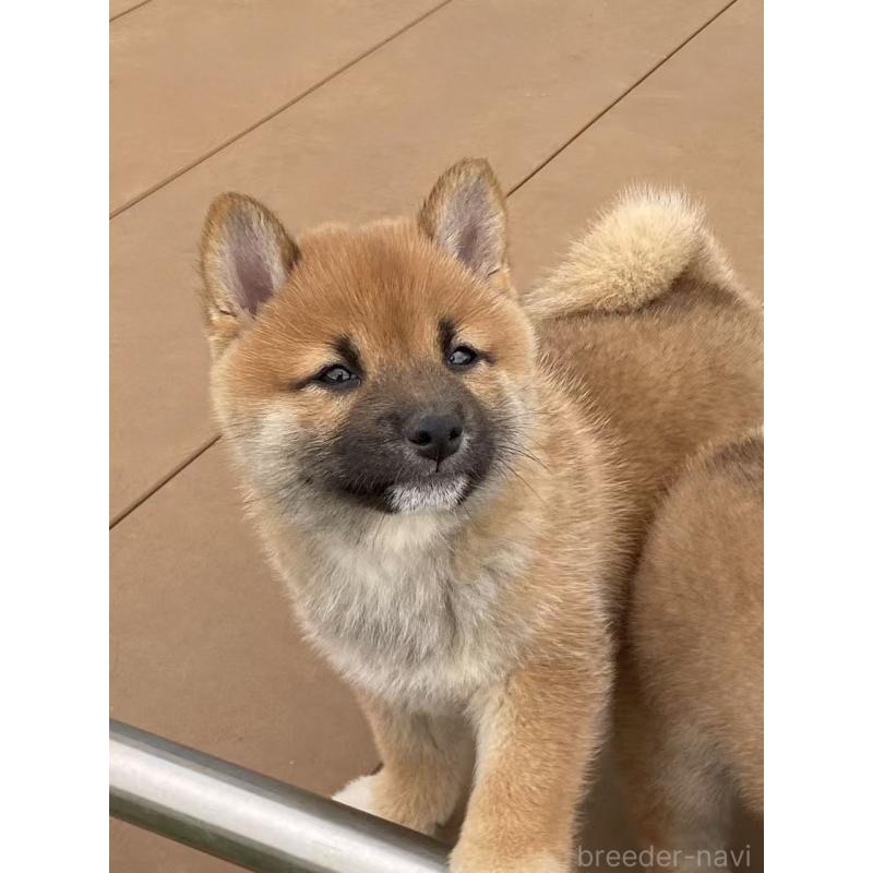 成約済の茨城県の豆柴-415477の4枚目