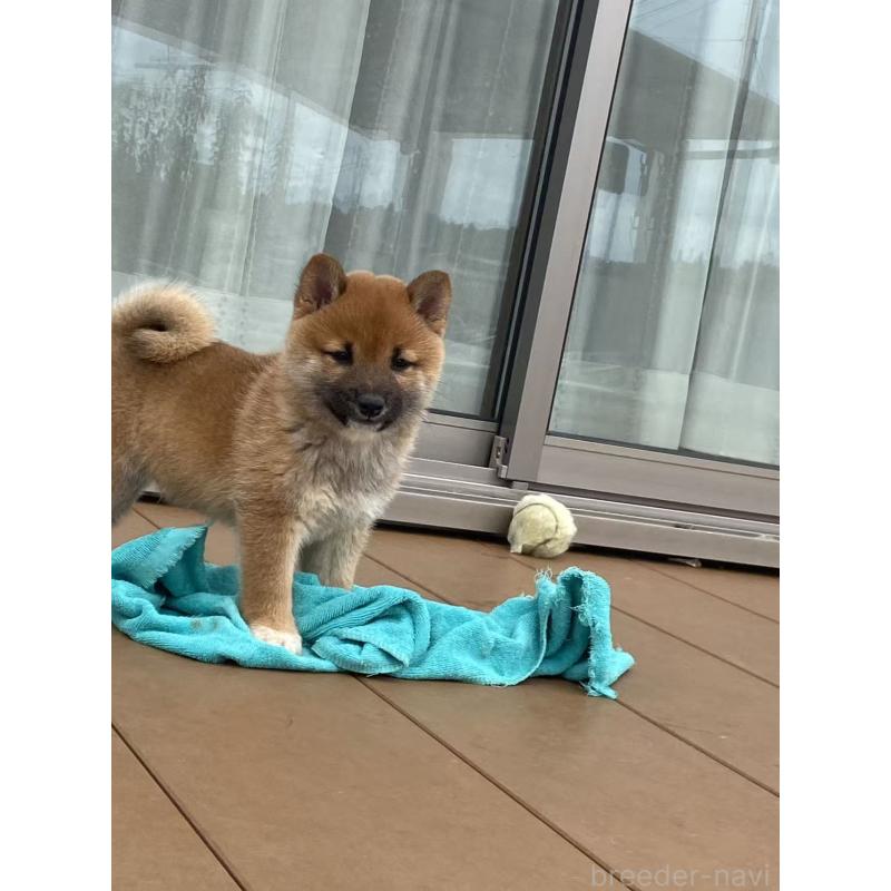 成約済の茨城県の豆柴-415477の3枚目