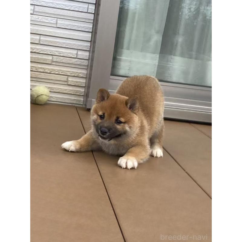 成約済の茨城県の豆柴-415477の2枚目