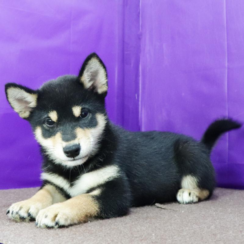 販売中の愛知県の柴犬-410462の6枚目