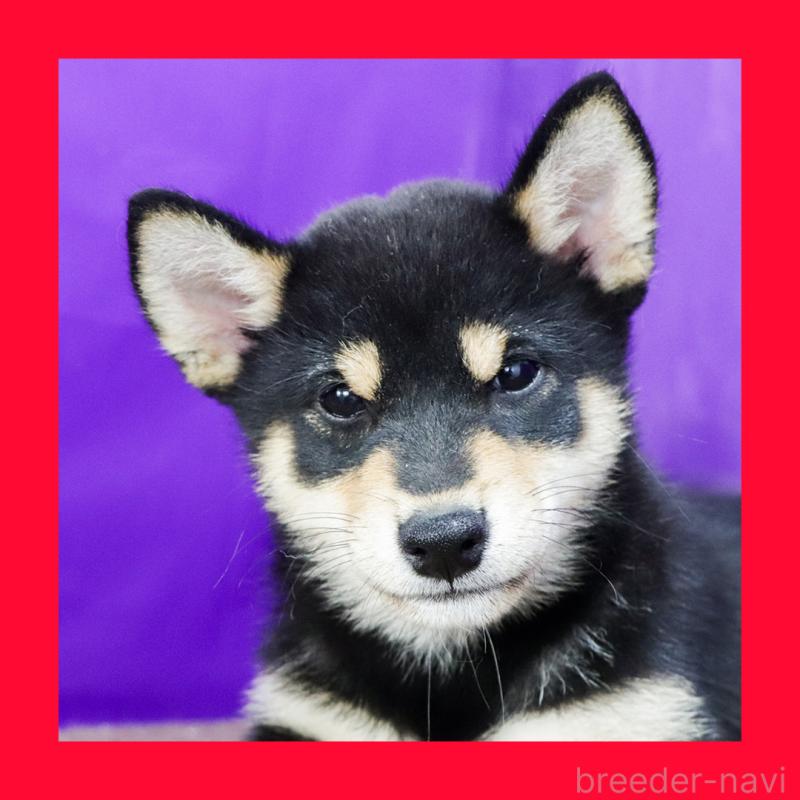 販売中の愛知県の柴犬-410462の5枚目