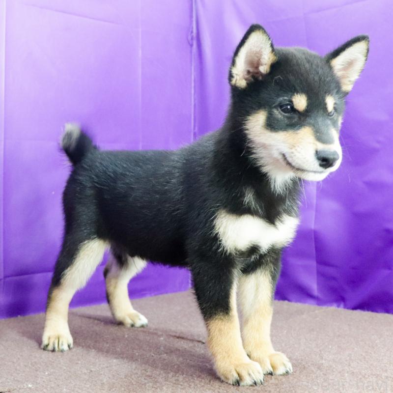 販売中の愛知県の柴犬-410462の4枚目