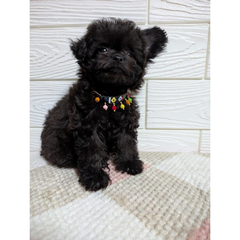 販売中の宮崎県のチワプー:チワワ×トイプードル-414449の2枚目