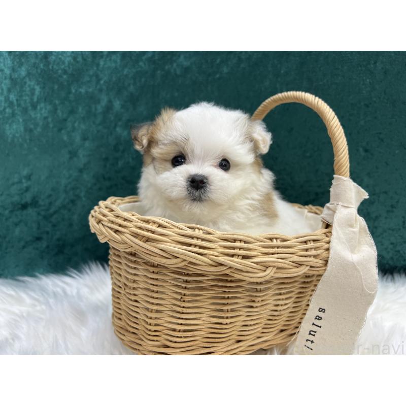 販売中の東京都のミックス犬-421674の4枚目