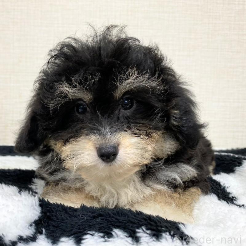 販売中の群馬県のミックス犬-422253