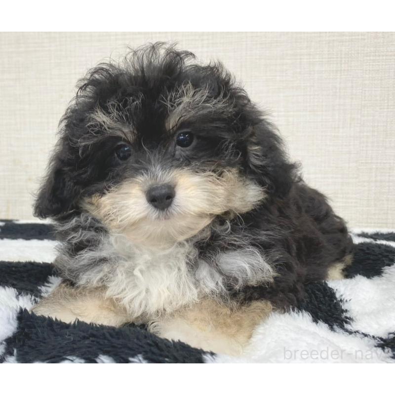 販売中の群馬県のミックス犬-422253の5枚目
