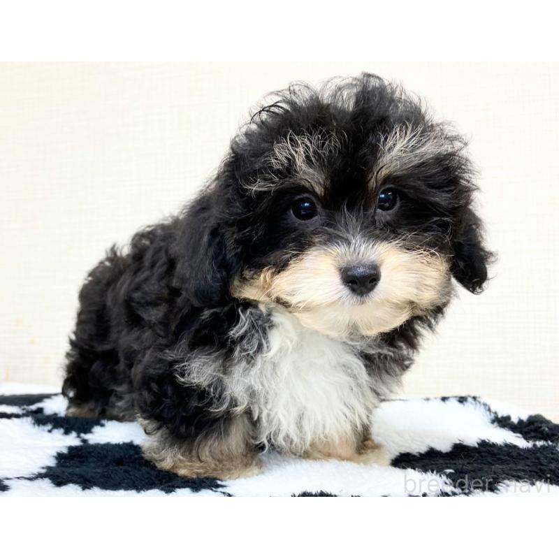 販売中の群馬県のミックス犬-422253の4枚目