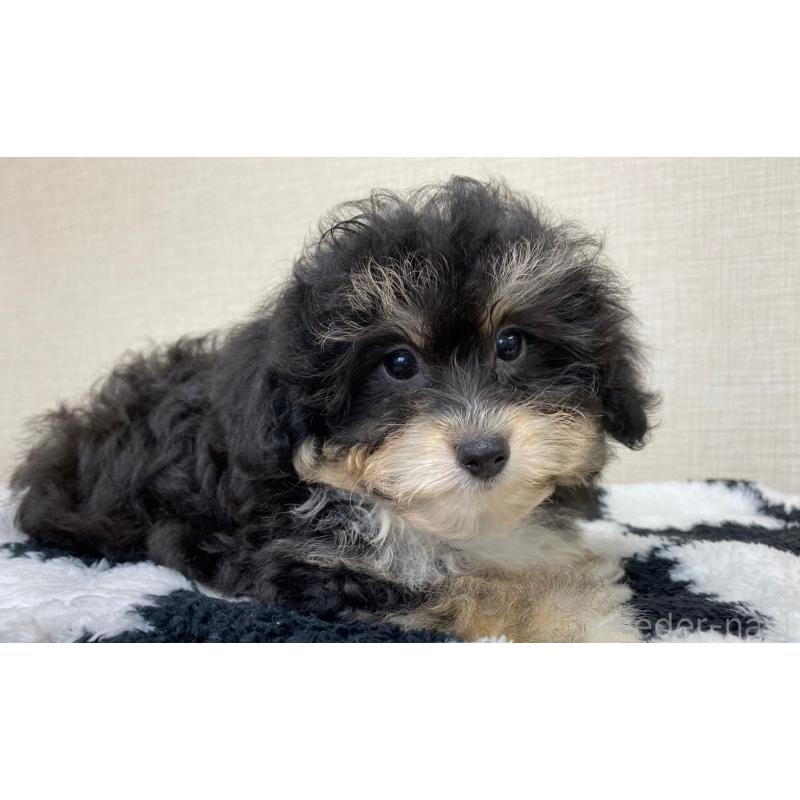 販売中の群馬県のミックス犬-422253の3枚目