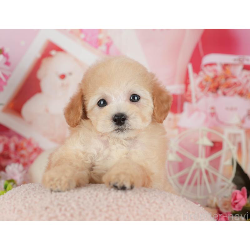 販売中の千葉県のトイプードル-421235の5枚目