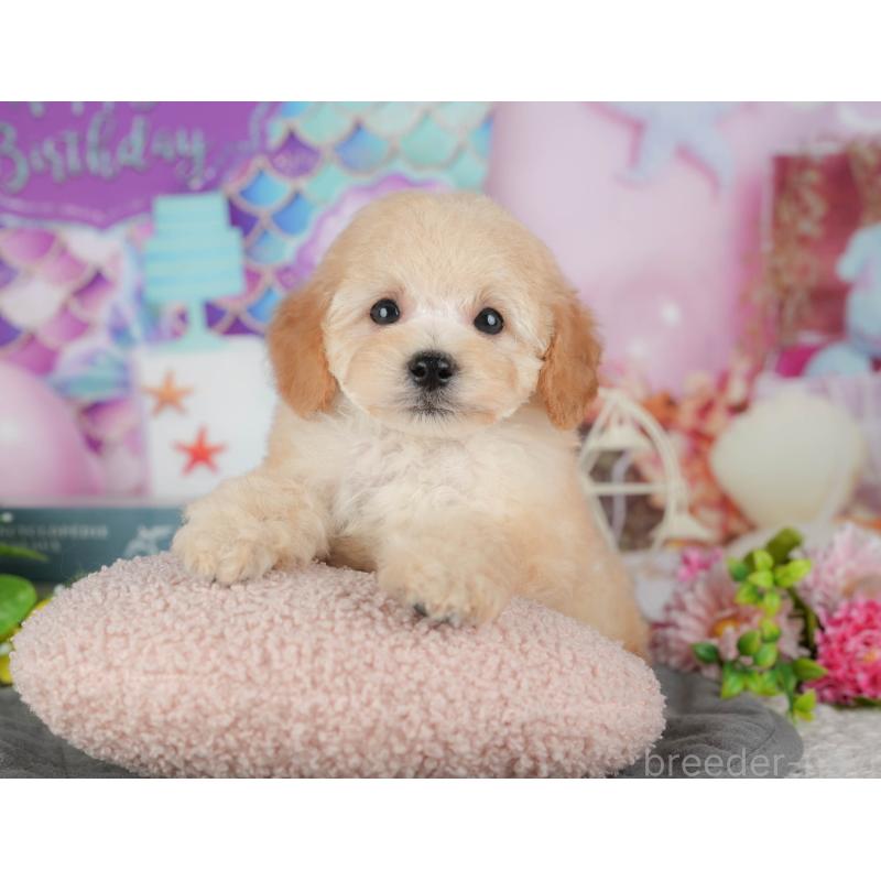 販売中の千葉県のトイプードル-421236の1枚目