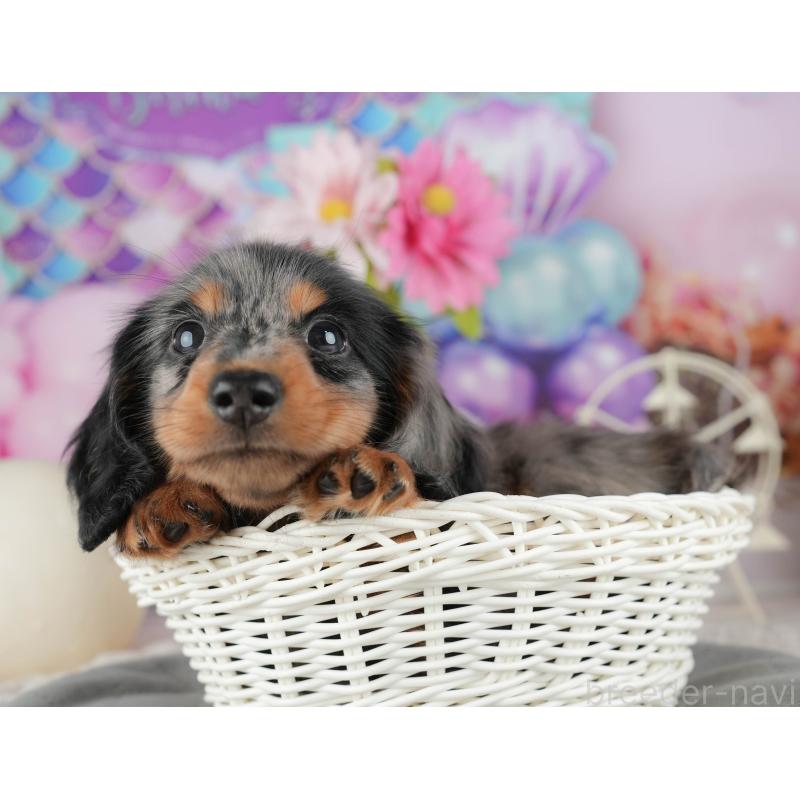 販売中の千葉県のミニチュアダックスフンド(ロングヘアード)-421226の8枚目