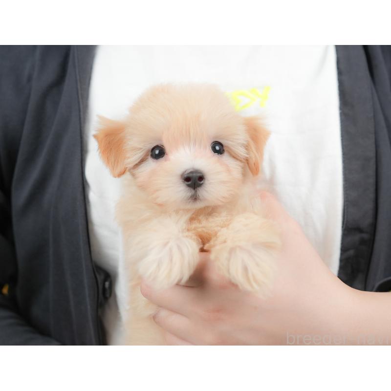 販売中の群馬県のマルプー:マルチーズ×トイプードル-421146の9枚目