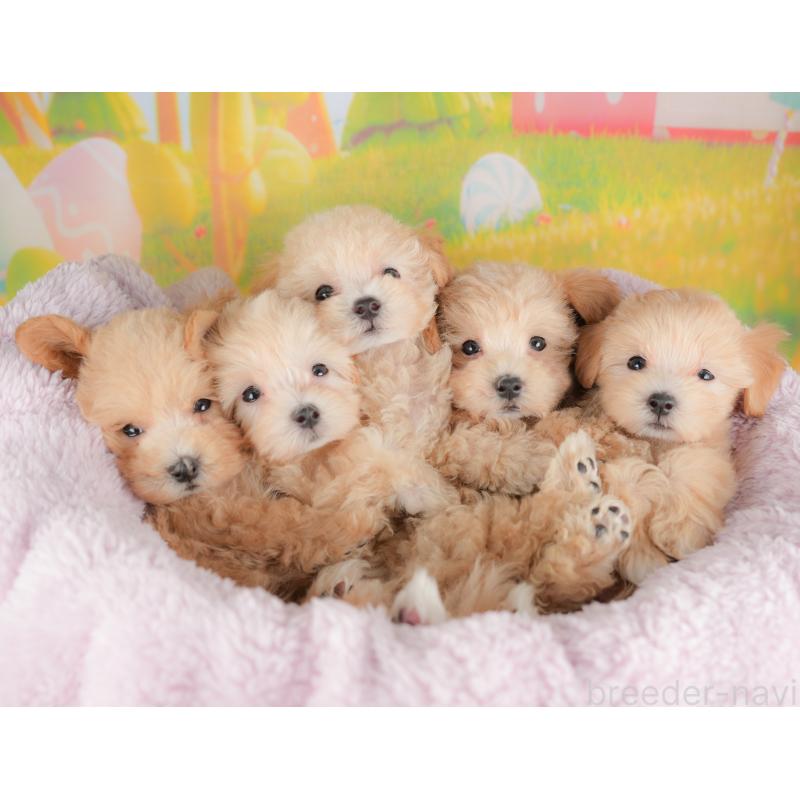 販売中の群馬県のマルプー:マルチーズ×トイプードル-421146の7枚目