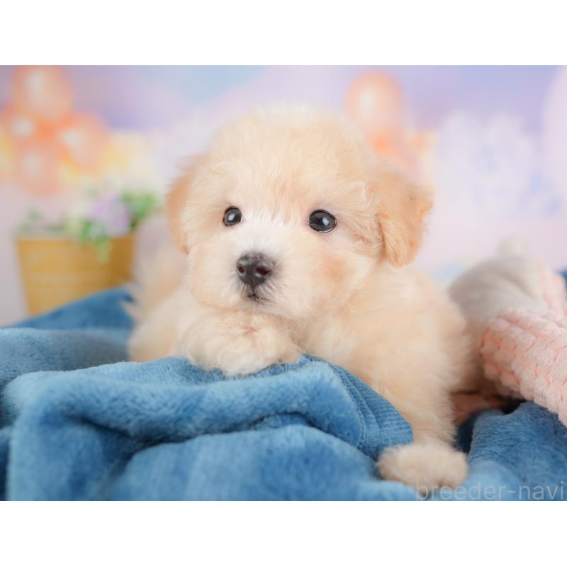 販売中の群馬県のマルプー:マルチーズ×トイプードル-421143の5枚目