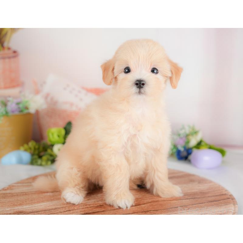 販売中の群馬県のマルプー:マルチーズ×トイプードル-421140の1枚目