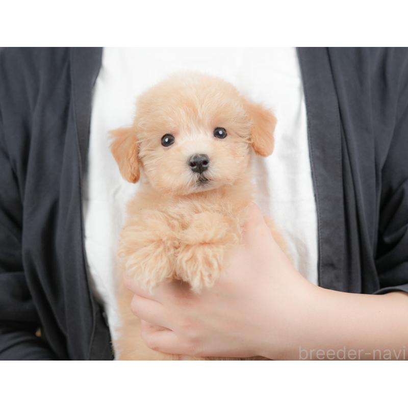 販売中の群馬県のマルプー:マルチーズ×トイプードル-421135の9枚目