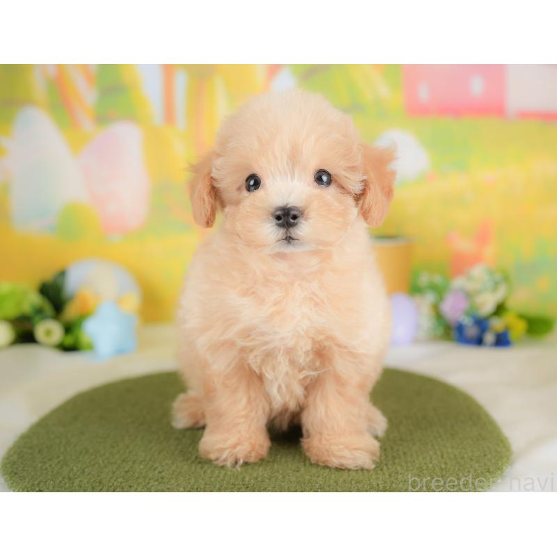 販売中の群馬県のマルプー:マルチーズ×トイプードル-421131の1枚目