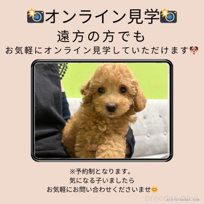 成約済の東京都のトイプードル-422359の13枚目