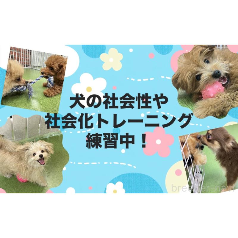 成約済の東京都のトイプードル-422359の11枚目