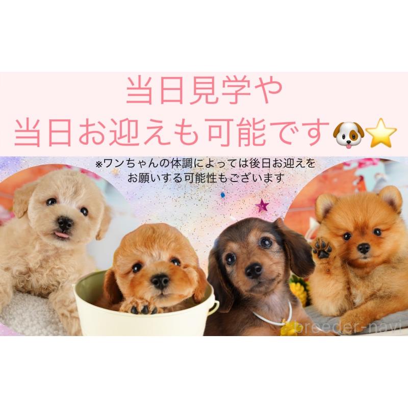 成約済の東京都のトイプードル-422359の10枚目