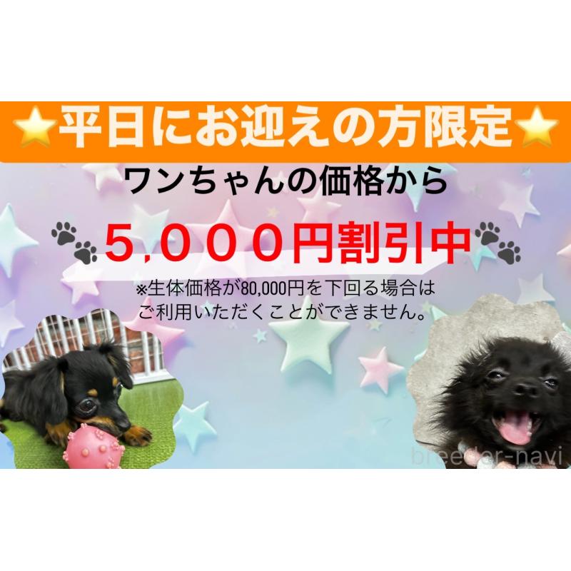 成約済の東京都のトイプードル-422359の9枚目