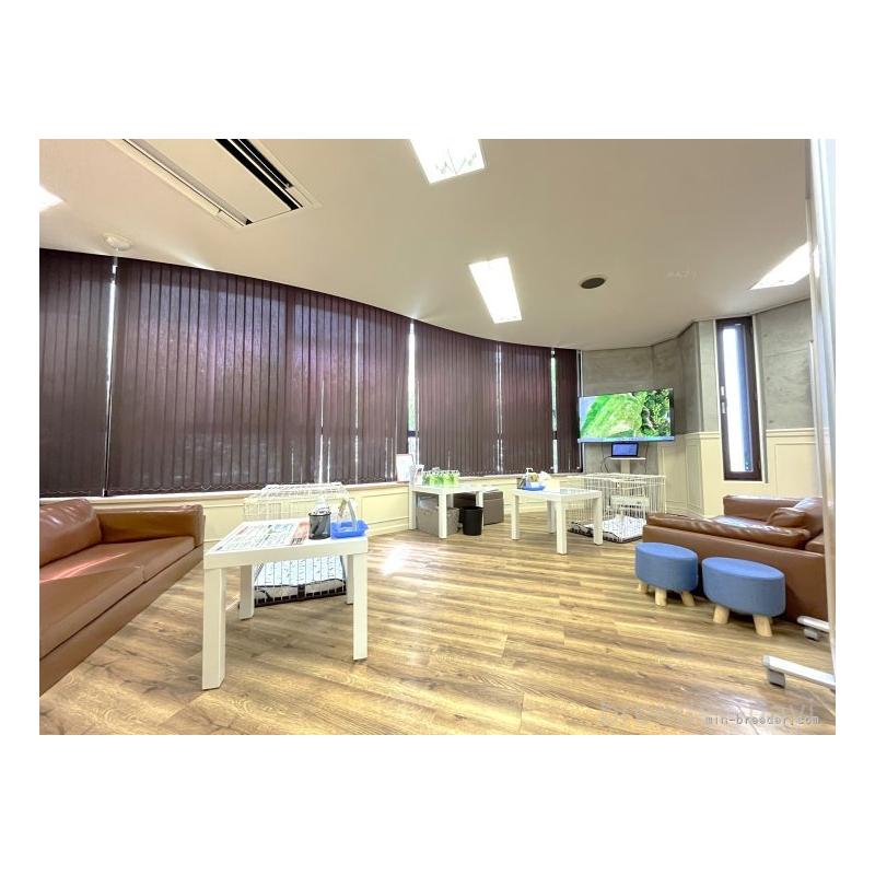 成約済の東京都のトイプードル-422359の8枚目