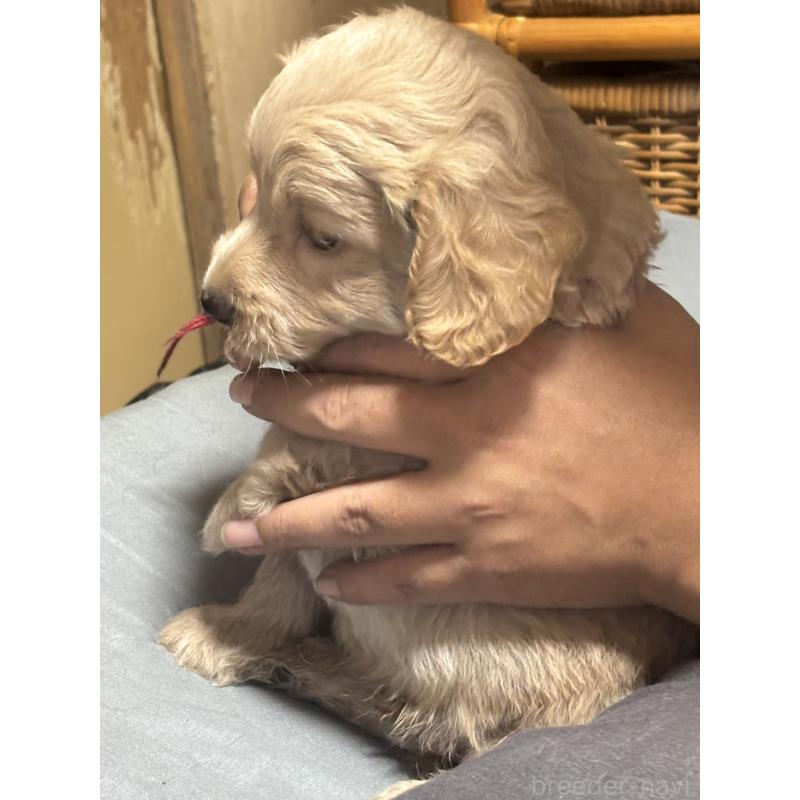 成約済の兵庫県のゴールデンドゥードル:ゴールデンレトリーバー×プードル-417671の3枚目