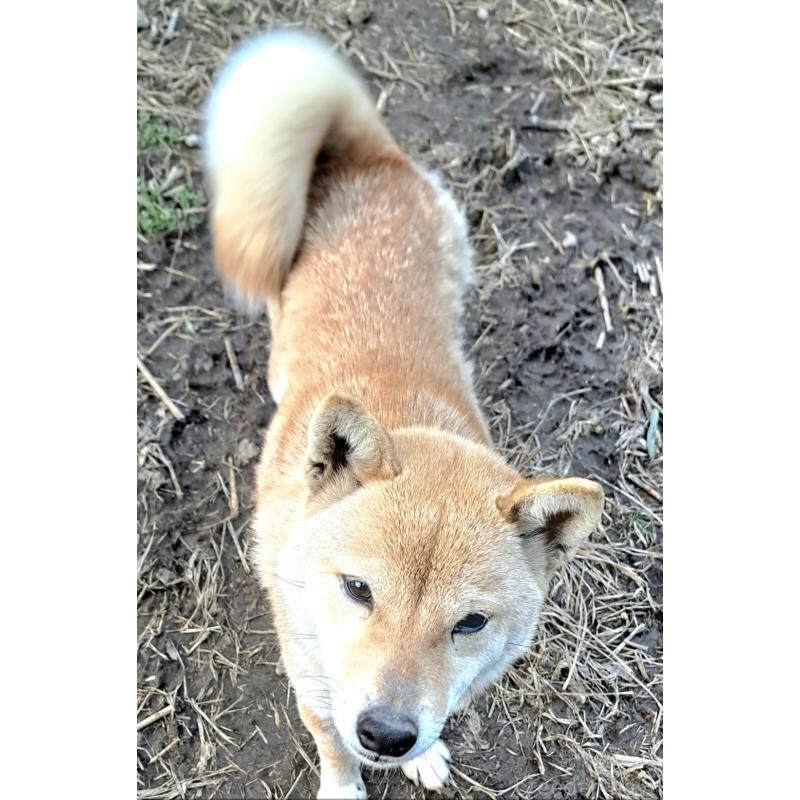 らんちゃん1枚目