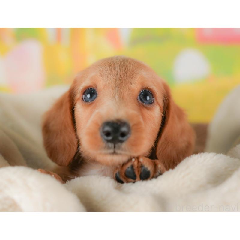 販売中の栃木県のミニチュアダックスフンド(ロングヘアード)-422683の1枚目