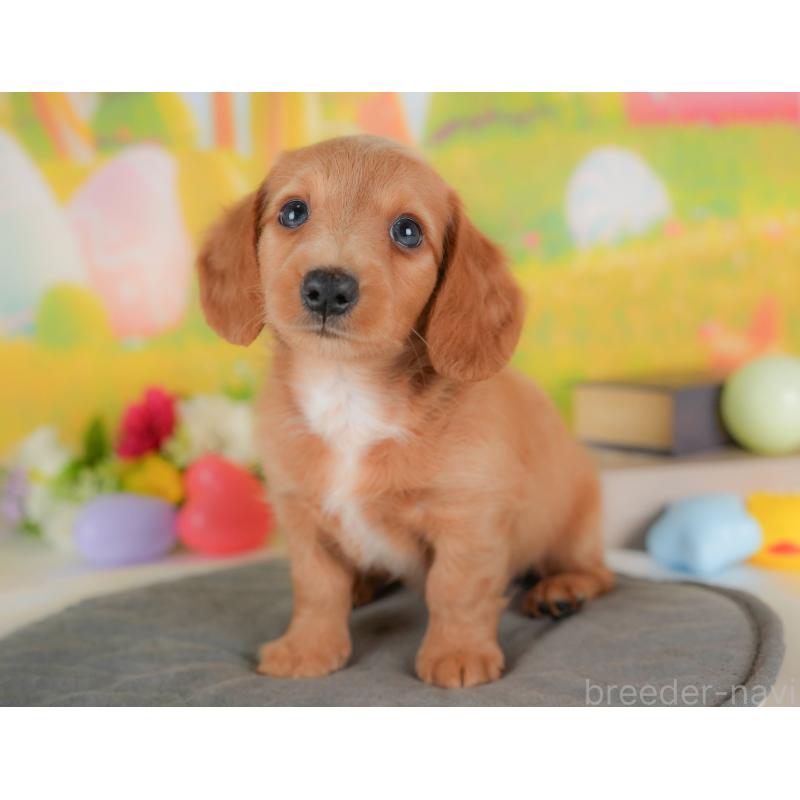 販売中の栃木県のミニチュアダックスフンド(ロングヘアード)-422683の7枚目