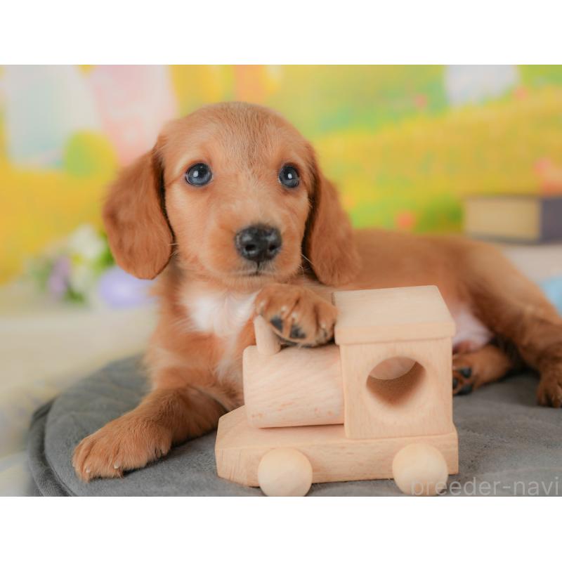 販売中の栃木県のミニチュアダックスフンド(ロングヘアード)-422683の6枚目