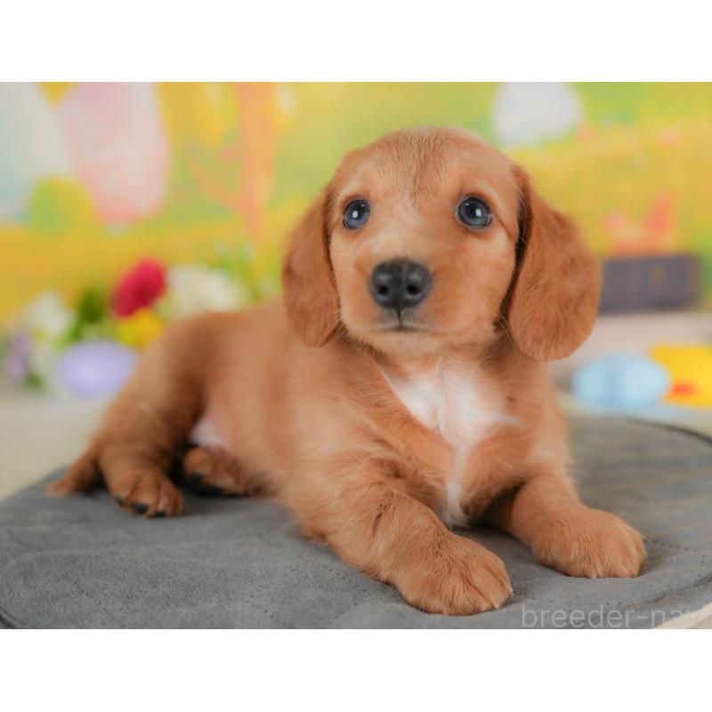 販売中の栃木県のミニチュアダックスフンド(ロングヘアード)-422683の5枚目