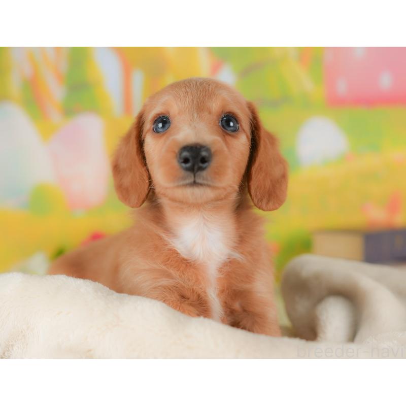 販売中の栃木県のミニチュアダックスフンド(ロングヘアード)-422683の4枚目