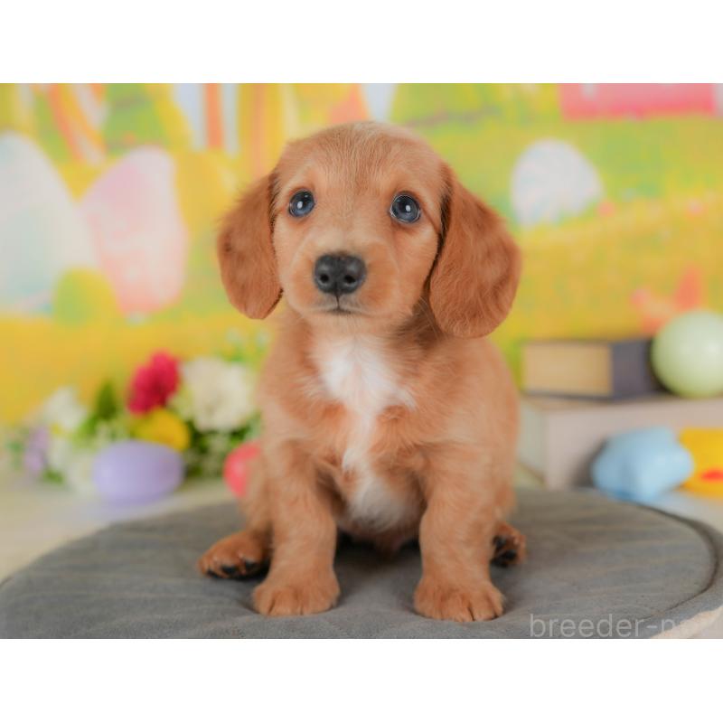 販売中の栃木県のミニチュアダックスフンド(ロングヘアード)-422683の3枚目