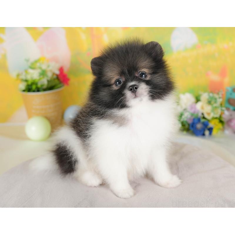 販売中の栃木県のポメラニアン-422689