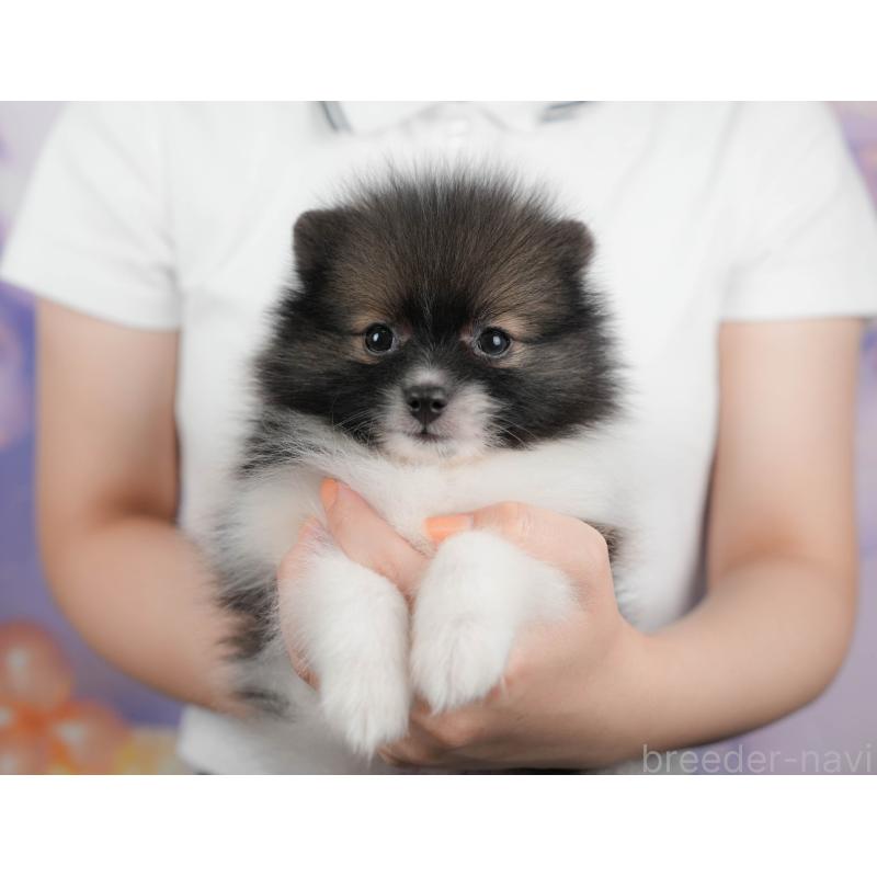 販売中の栃木県のポメラニアン-422689の9枚目