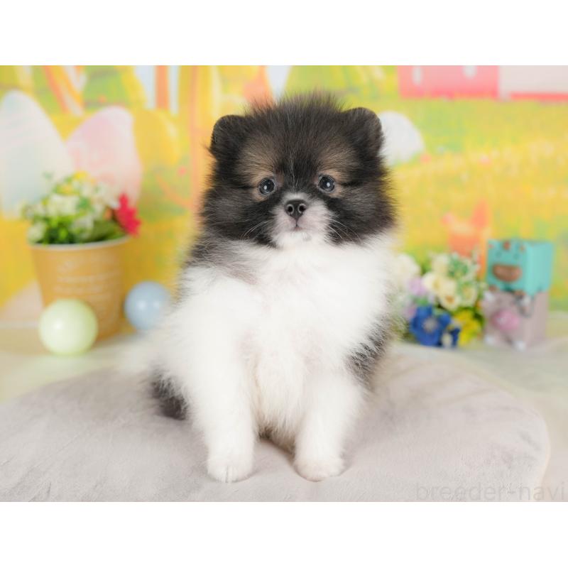 販売中の栃木県のポメラニアン-422689の8枚目