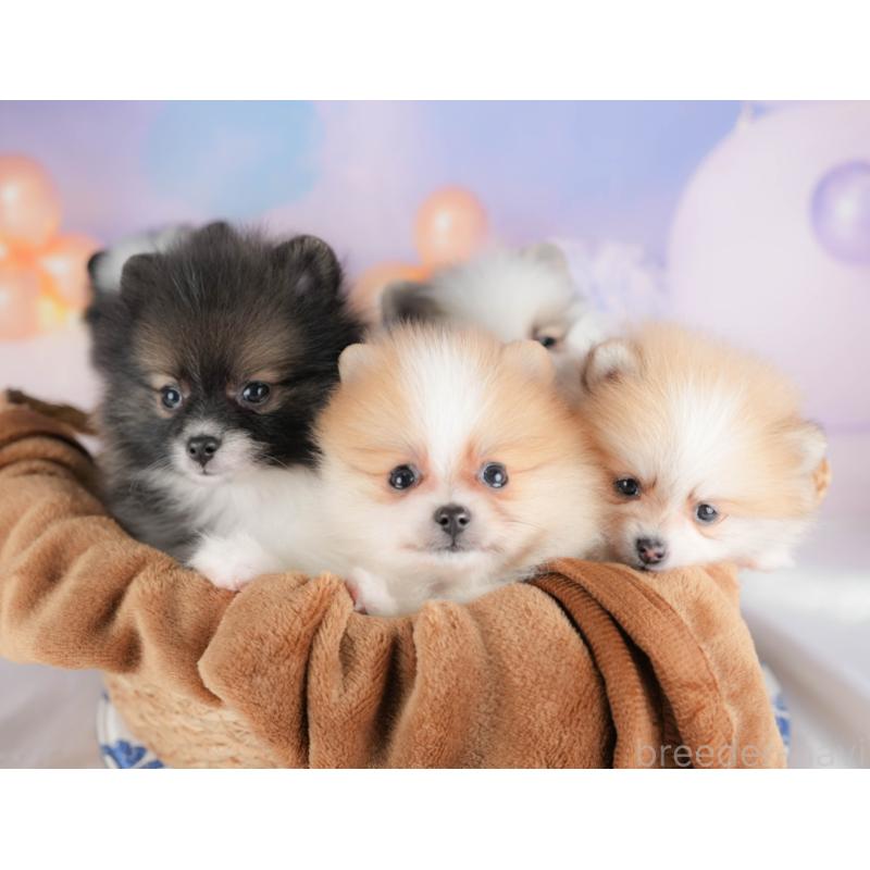 販売中の栃木県のポメラニアン-422689の7枚目