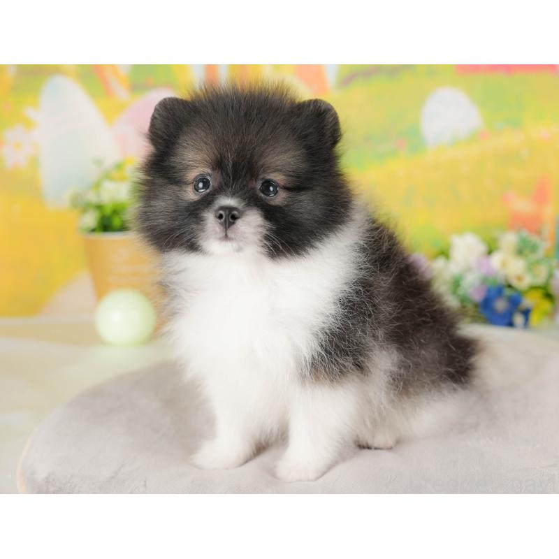 販売中の栃木県のポメラニアン-422689の6枚目