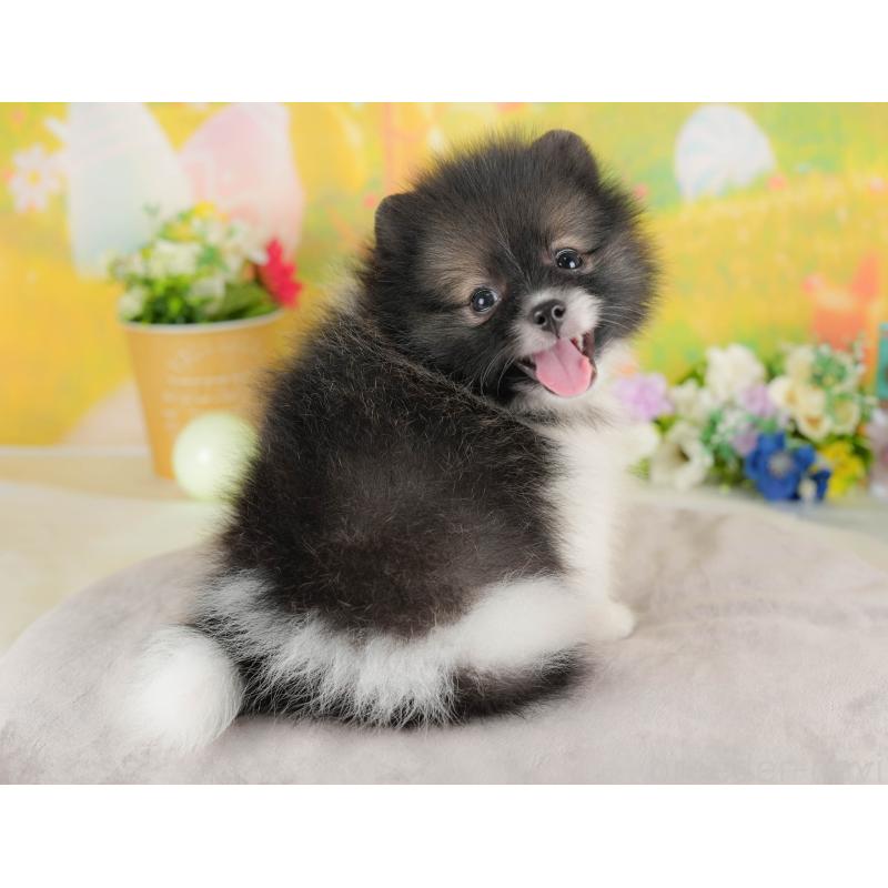 販売中の栃木県のポメラニアン-422689の5枚目