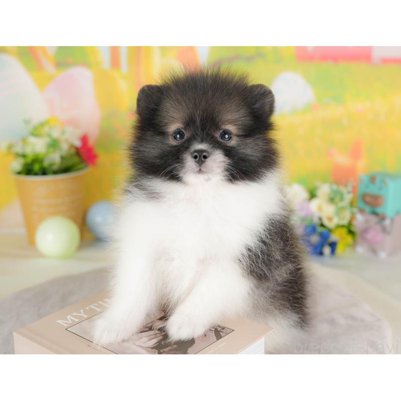 販売中の栃木県のポメラニアン-422689の4枚目